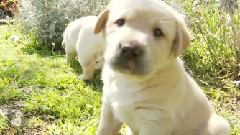Yellow Lab Puppy Make Out Session