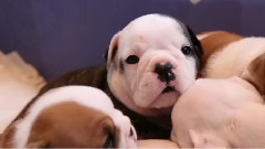 Wrinkly Bulldog Puppies Fall Asleep In A Pile