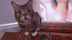 The Story Of BUB's Miraculous Recovery