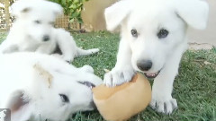 White German Shepherd Puppies Love A Good Steak
