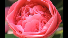 2011 Early Spring Flowers Australia