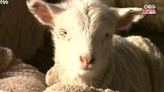 EXO - EXO的羊生肖STAR