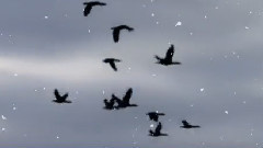 Igor Dvurechensky (Through Sky)