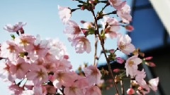 GILLE - さくら(独唱)