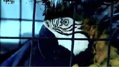 音乐短片 - Television Advertising