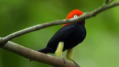 音乐短片 - 森林欢歌