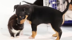 音乐短片 - 当小小狗初见小小猫