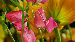 音乐短片 - 花样年华