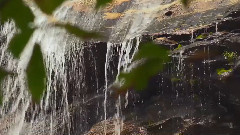 音乐短片 - Forest Brook