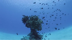 音乐短片 - Underwater World in Amami Islands