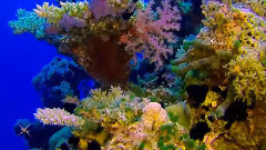 音乐短片 - Deux Coeurs