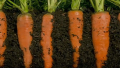 音乐短片 - Beauty ingredients