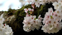音乐短片 - Spring Flowers At University Of Washington