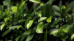 音乐短片 - Unchained Melody