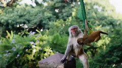 音乐短片 - 尼泊尔