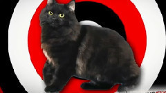 音乐短片 - Cameras Reveal How Common Cats By Day,Turn Into Killers At Night