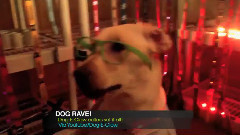 音乐短片 - Dog Rave With Glow In The Dark Collars 狗狂欢