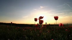 音乐短片 - Serenad