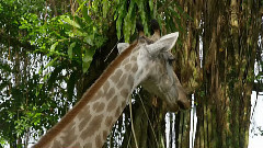 音乐短片 - 微观之美