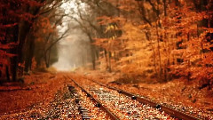 音乐短片 - Dance Of Leaves