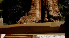 音乐短片 - Sequoia