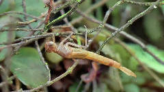 音乐短片 - Birth of a Damselfly