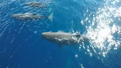 音乐短片 - 鲸鱼