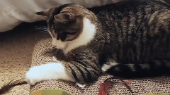 音乐短片 - Faye Meets Kiki