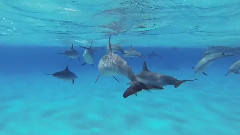 音乐短片 - 和海豚一起游泳