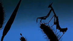 音乐短片 - 夜深了(音乐版)