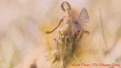 音乐短片 - The Summer Song