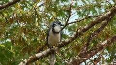 音乐短片 - Past The Rain Shadow