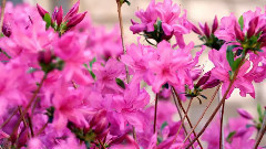 音乐短片 - 春天景色