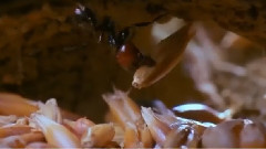 音乐短片 - Miracolul Vietii