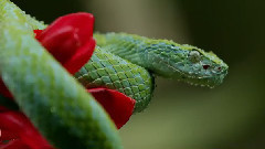 音乐短片 - 小小美人蛇