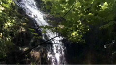 音乐短片 - Forta Care Dă Viată Plantelor