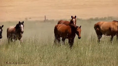 音乐短片 - Beauty Of Palouse WA 1