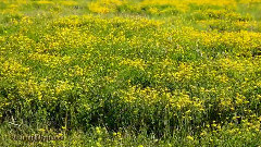 音乐短片 - Sequim Lavender Festival 2015