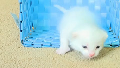 音乐短片 - Fluffy Baby Kitten In A Blue Basket