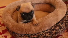 音乐短片 - Silly Little Pug Puppy Loves His Bed