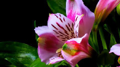 音乐短片 - Musemusic