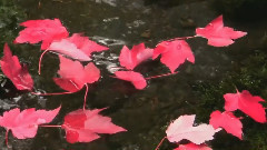 音乐短片 - Autumn Color Previews Willamette National Forest Oct 2013