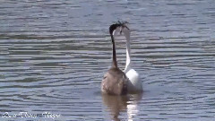 音乐短片 - Lucas Thanos Utopia