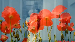 音乐短片 - Lucas Thanos Utopia