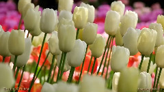 音乐短片 - Tulips At Roozengaarde Display Garden