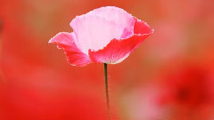 音乐短片 - Time Before