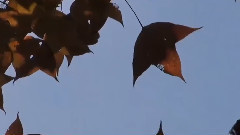 音乐短片 - 分手前最后一声再见