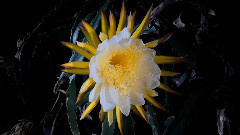 音乐短片 - 亚麻色头发的少女