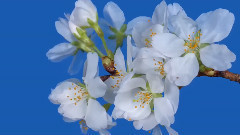 音乐短片 - All Around Me