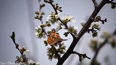 音乐短片 - Lucas Thanos Onira